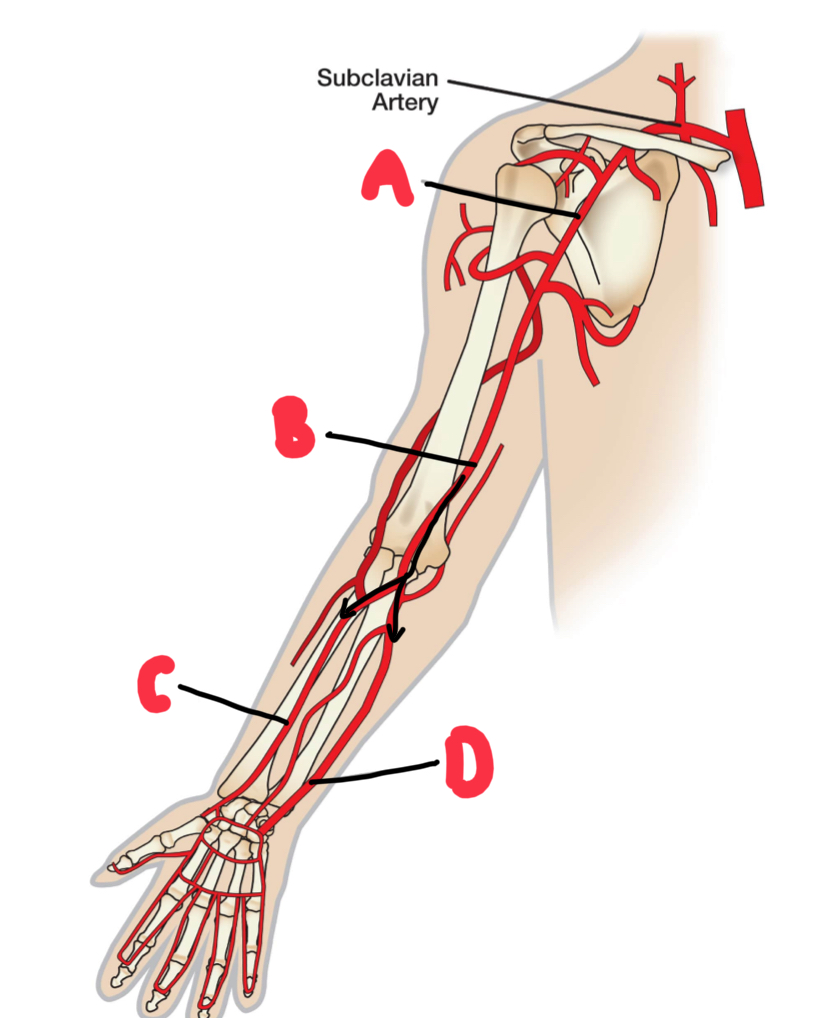 <p>Name these major arteries of the arm. </p>
