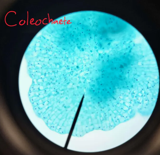 <p>What is coleochaete’s body form and environment?</p>