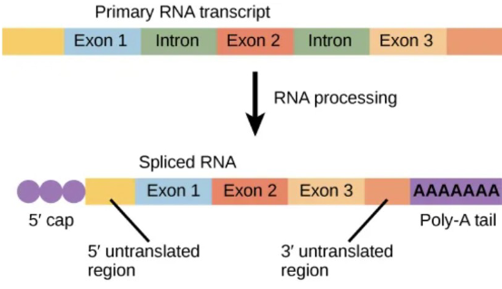<p>adding poly-A tail and 5’ cap</p><p>alternative splicing of pre-mRNA</p>