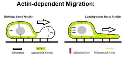 <p>Actin-dependent migration</p>