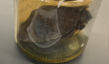 <p>Glyptemys insculpta</p><p>Wood turtle</p><p>Endangered</p><p>Family Emydidae</p><p>Upper shell is keeled</p><p>On each Shute of shell the raised concentric growth rings are from age and time</p><p>The carapace colour is mustard yellow to cream with a black block on each shute</p><p>Legs and tails are grey to brown with large amount of orange on the forelegs and neck</p><p>Head is black and orange with gold flecking</p>