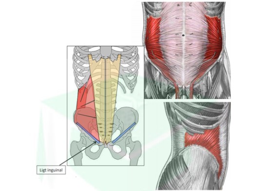 <ul><li><p>trajet : oblique en HAUT et en avant = forme d&apos;éventail</p></li><li><p>action : rotation homolatérale + flexion latérale du tronc</p></li></ul>