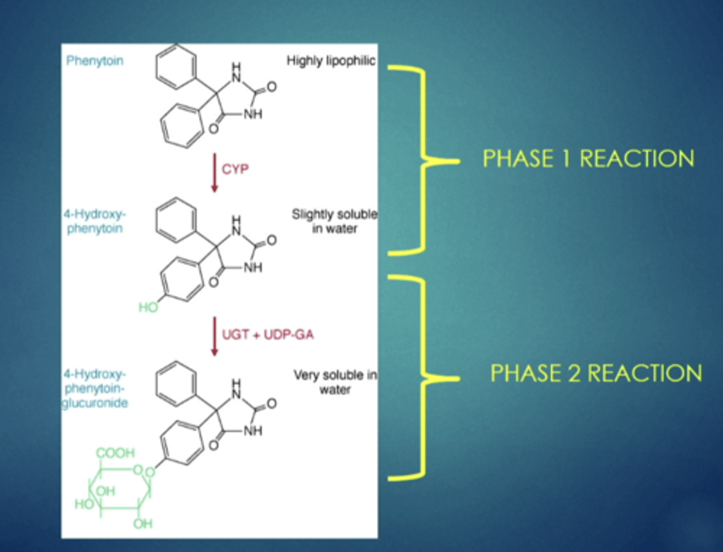<p>example of metabolism, explain</p>