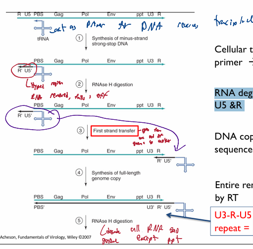 <p>steps for Retroviridae: reverse transcription</p>