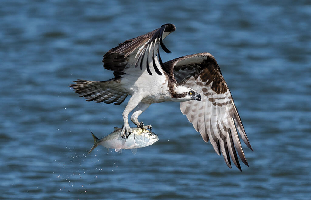 <p>White head with dark eye stripe; dives for fish.</p>