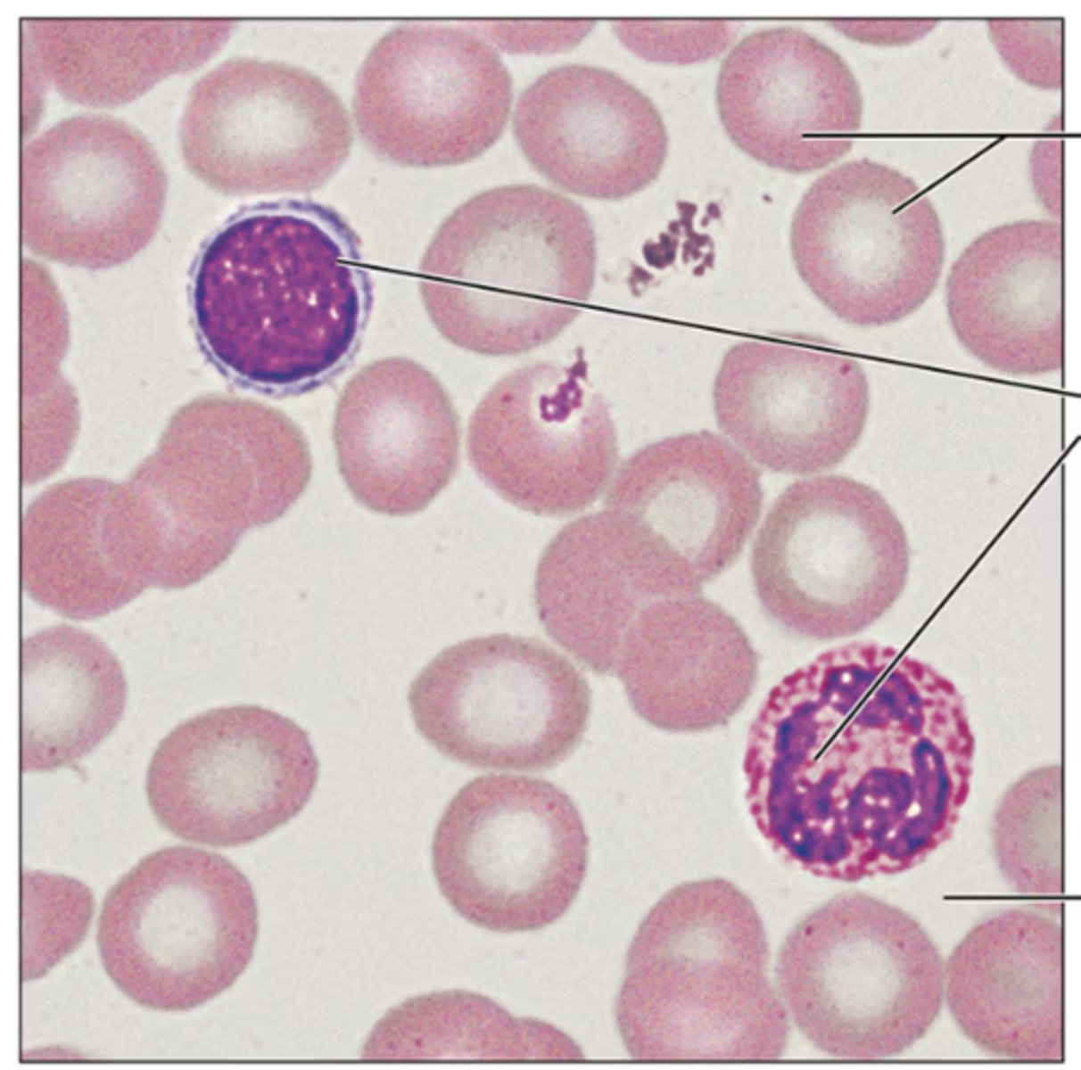 <p>Identify the tissue.</p>