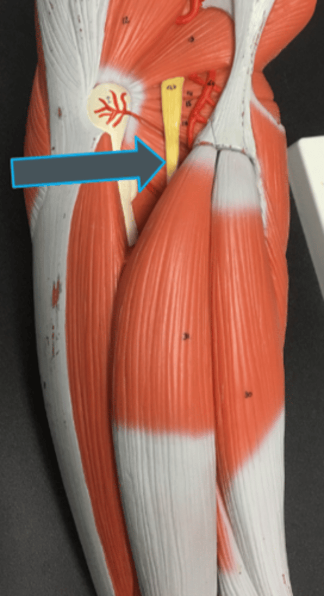 <p>- splits into tibial n. and common peroneal n.</p>
