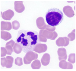 <p>What species blood</p>