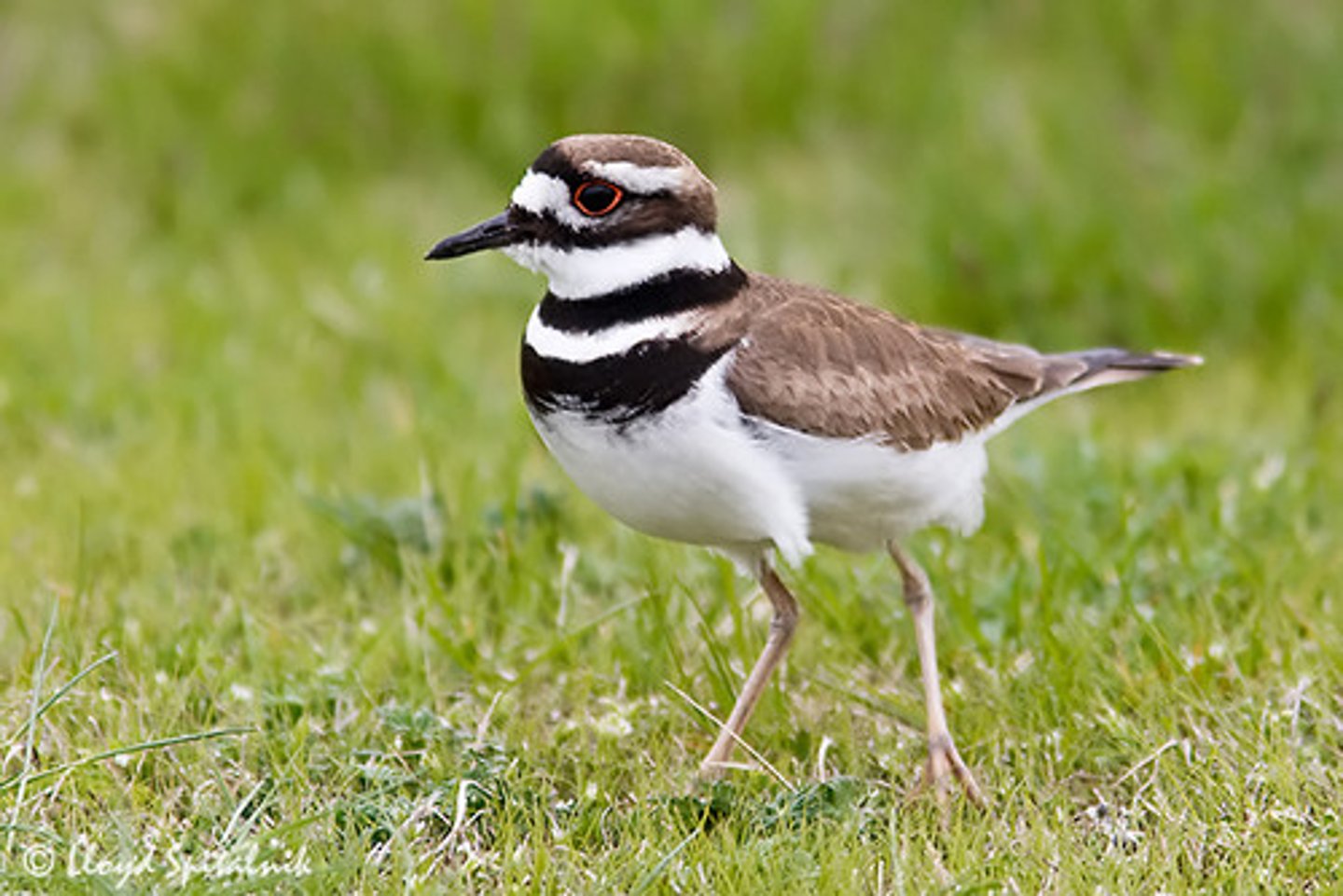 <p>Killdeer</p>