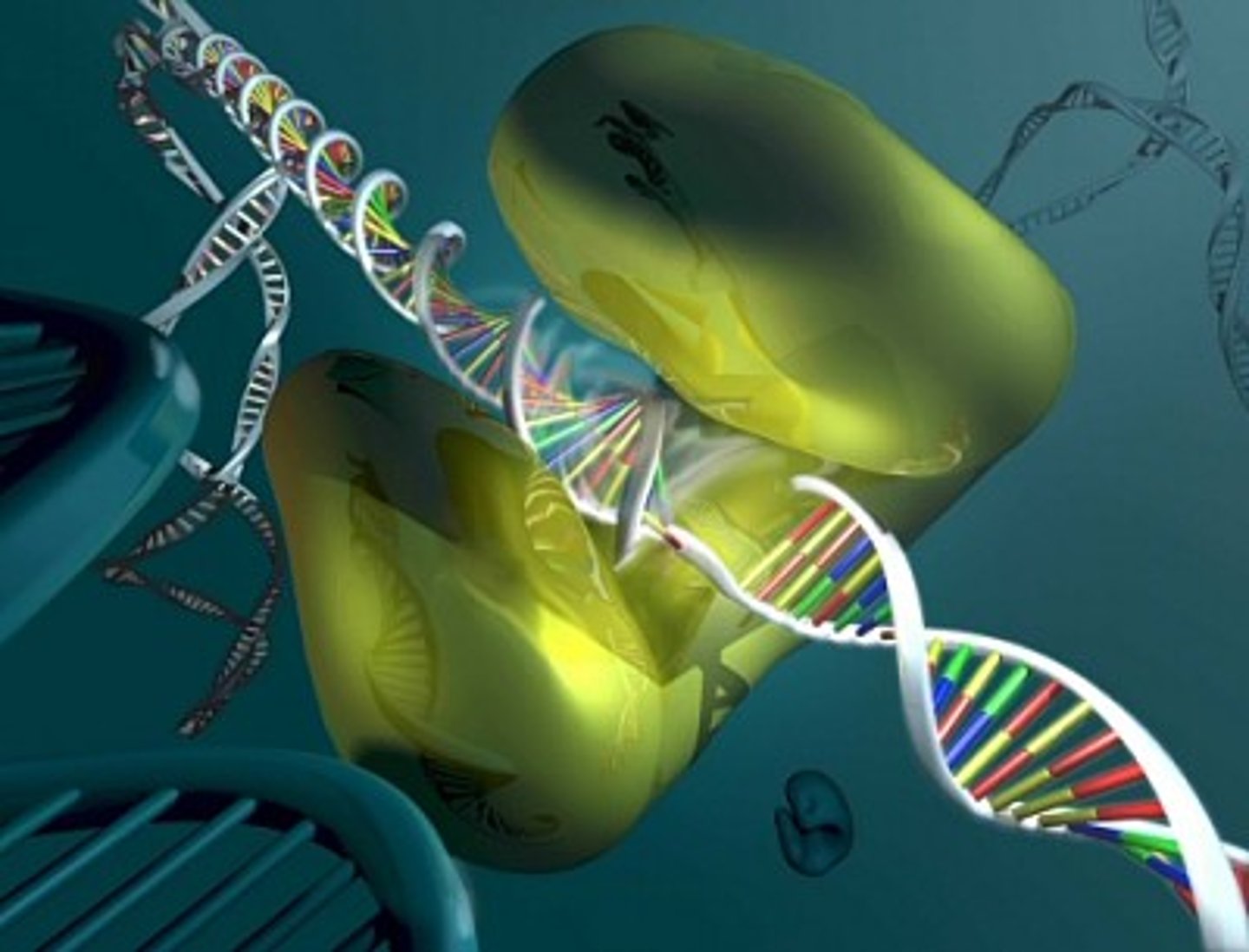 <p>enzyme that uncoils the strands of DNA during replication</p>