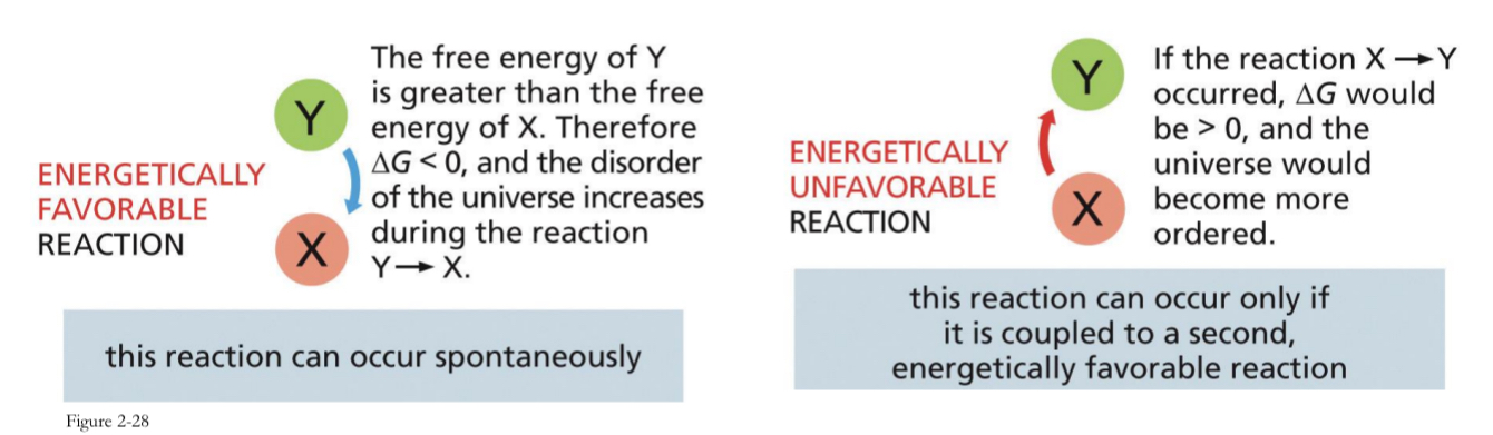 <ul><li><p>∆G (Gibbs free energy) is a measure of the change in the amount of energy available to do work.</p></li><li><p>Favourable reactions decrease the ∆G (negative ∆G), release energy and increase the disorder of the surroundings. → occurs spontaneously</p></li><li><p>Unfavourable reactions increase the ∆G (Positive ∆G), require energy and decrease the disorder of the surroundings → only occurs if it is coupled to a second energetically favourable reactions</p></li></ul><p></p>