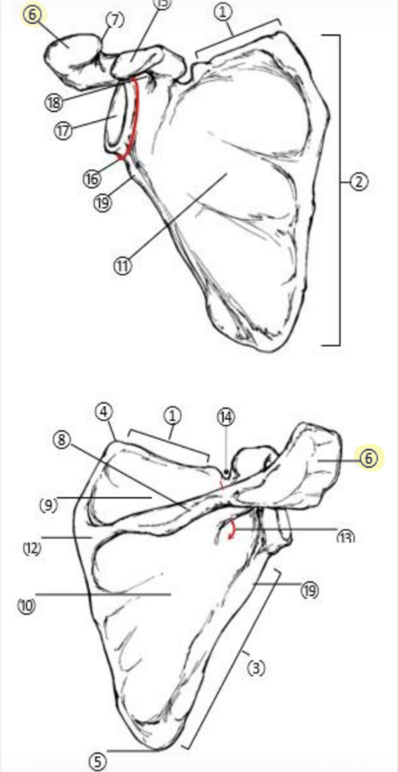 <p>What part of the Scapula is highlighted(6)?</p>