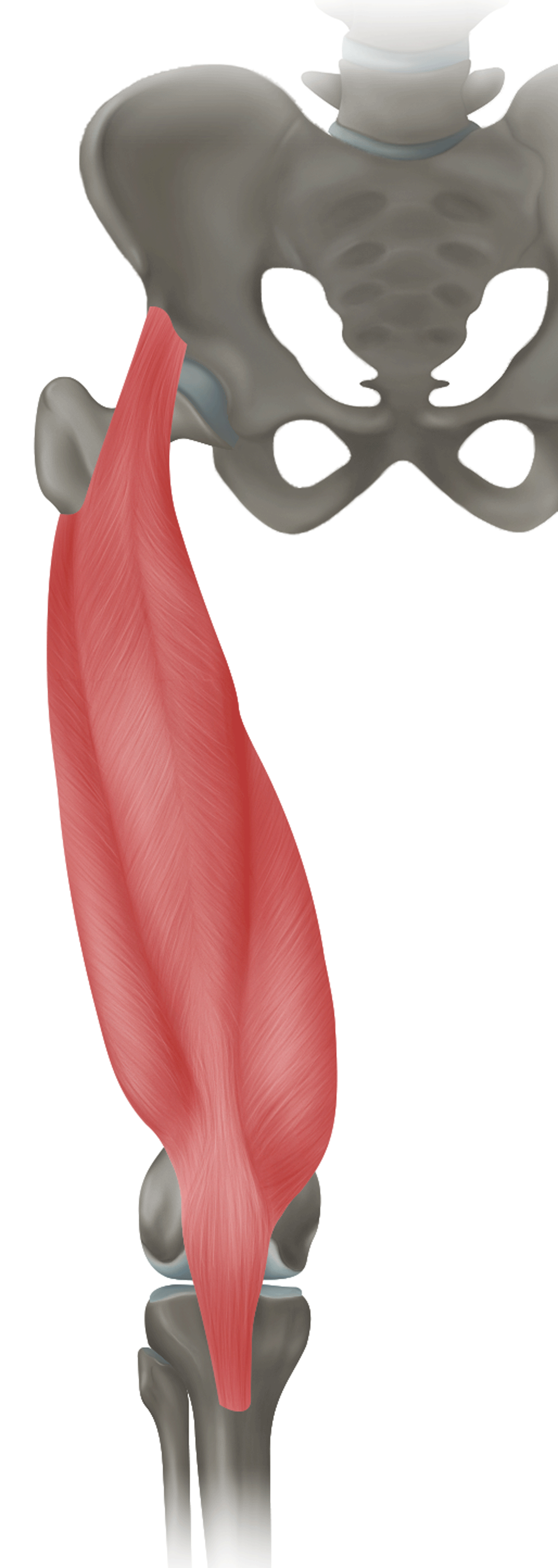 <p>m. quadriceps femoris - FUNKCE</p>