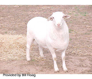 <p>Royal White (Dorpcroix)</p>