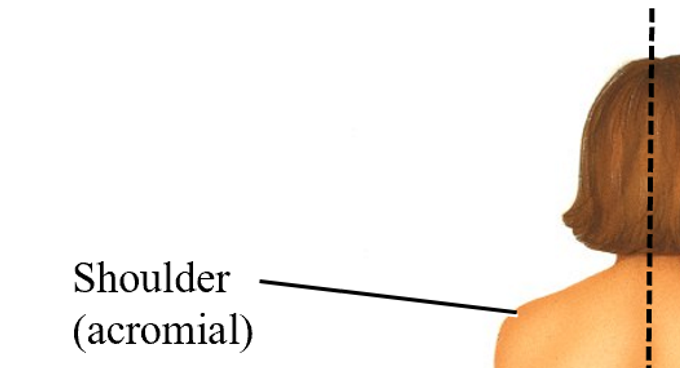 <p>acromial</p>