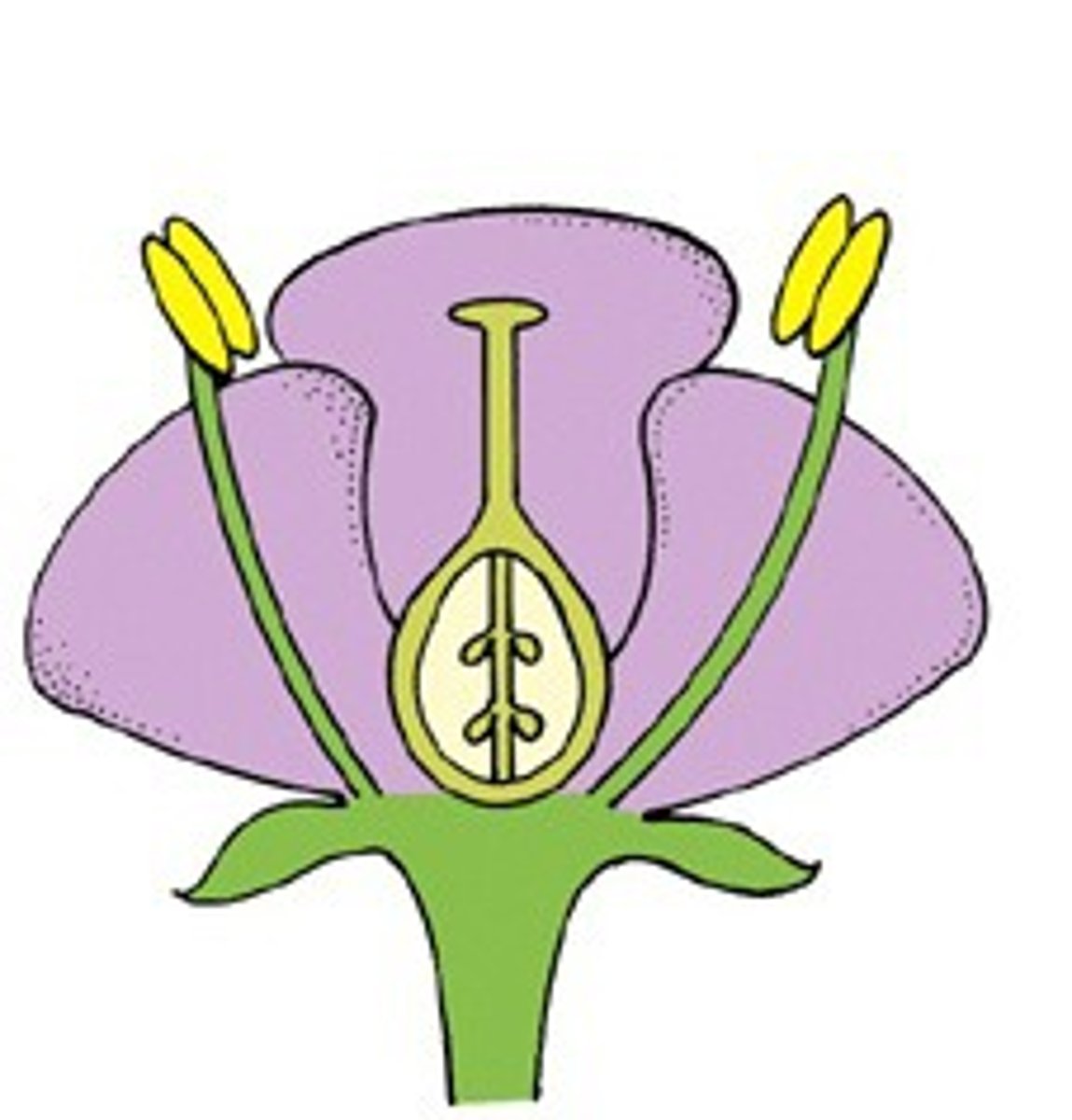 <p>Mustard, china rose, brinjal</p>