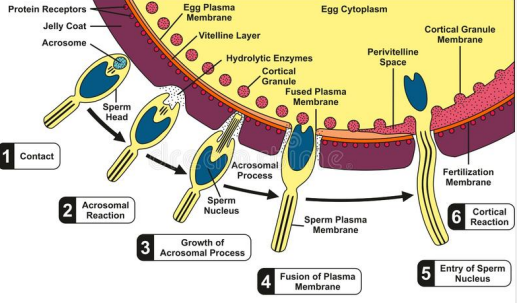 <p>occurs <strong>within minutes after fertilization </strong></p><ul><li><p>Fusion of egg and sperm triggers release of Ca2+ ions from the egg’s ER into the cytosol </p></li><li><p>Ca2+ ions activate control proteins and enzymes that initiate intense metabolic activity in the fertilized egg </p></li><li><p>Ca2+ ions trigger the cortical reaction – cortical granules under the egg’s plasma membrane release their contents by exocytosis </p></li><li><p>Enzymes released from cortical granules alter the egg coats so no further sperm can penetrate to the egg</p></li></ul><p></p>