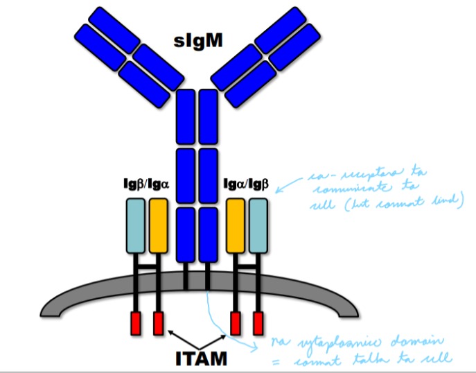 <p>Surface immunoglobulin (sIg) has short cytoplasmic domains and cannot mediate intracellular signals. sIG associates with the Ig superfamily members Iga and Igb which generate intracellular signals through Immunoreceptor Tyrosine-based Activation Motifs (ITAM).</p>