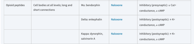 <p>Opoid peptides</p>