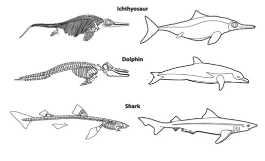 <p>Independently evolved similar trades (NOT based on shared ancestry)</p><p>Example: Dorsal fins in marine veretebrates</p>