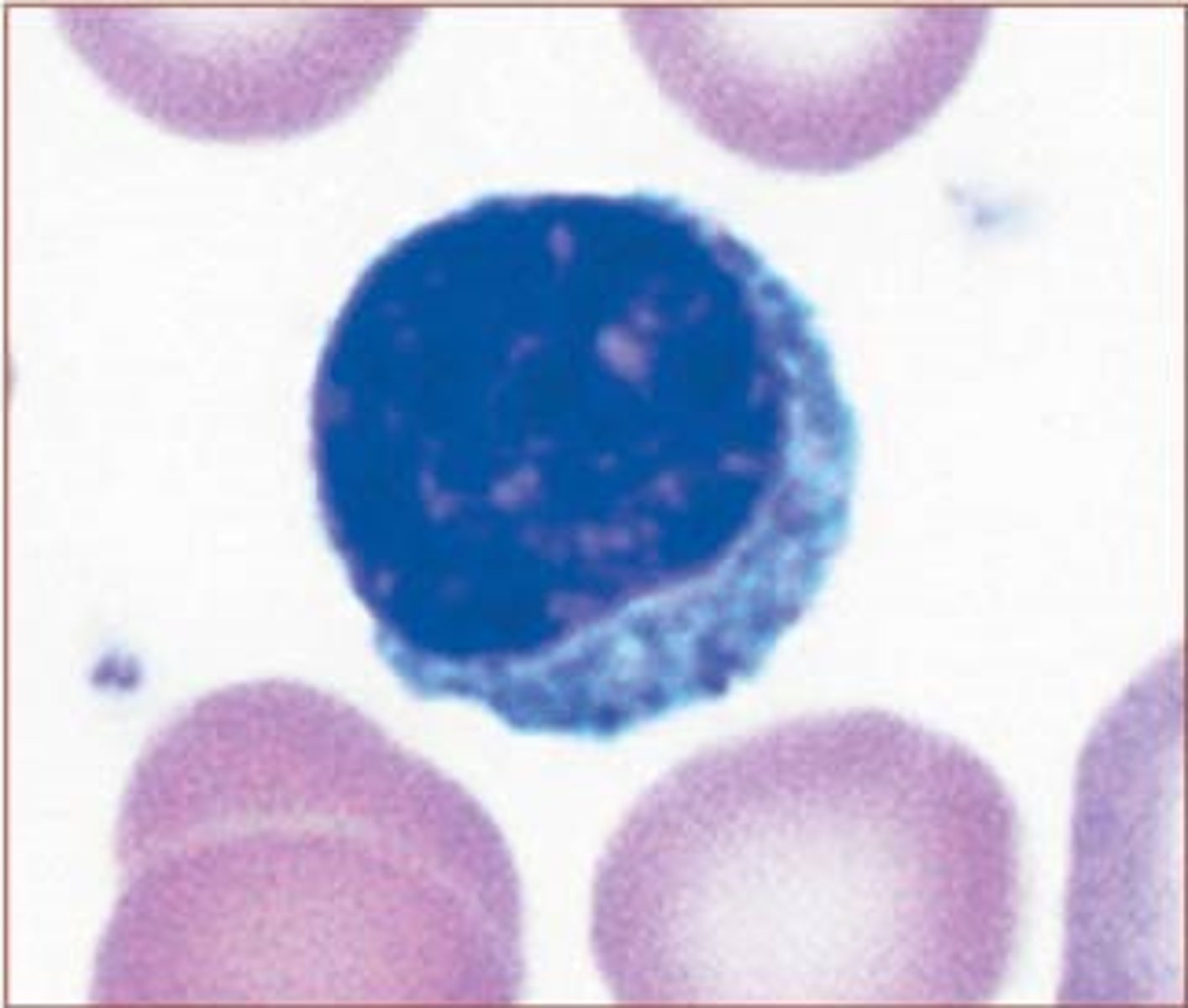 <p>identify this leukocyte</p>