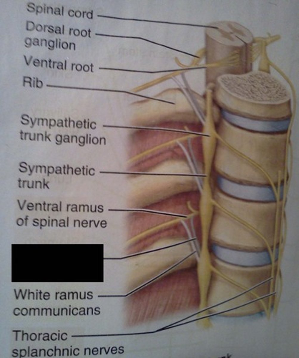 <p>Unmyelinated Postganglionic</p><p>Found all along spinal cord</p>