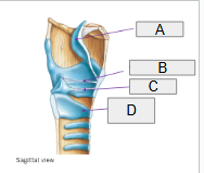 <p>A</p>