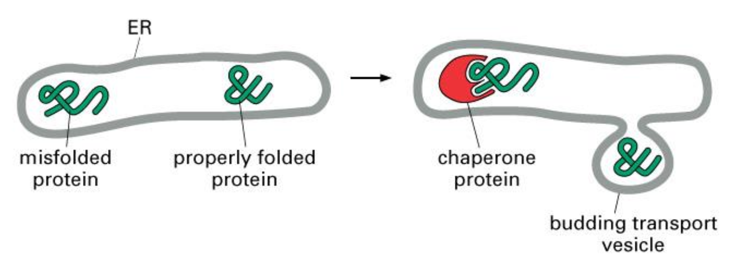 <ol><li><p>Only correctly folded proteins can leave the ER</p></li><li><p>Unfolded proteins remain complexed with chaperones --> folding or transfer to cytosol for degradation</p></li></ol><p></p>