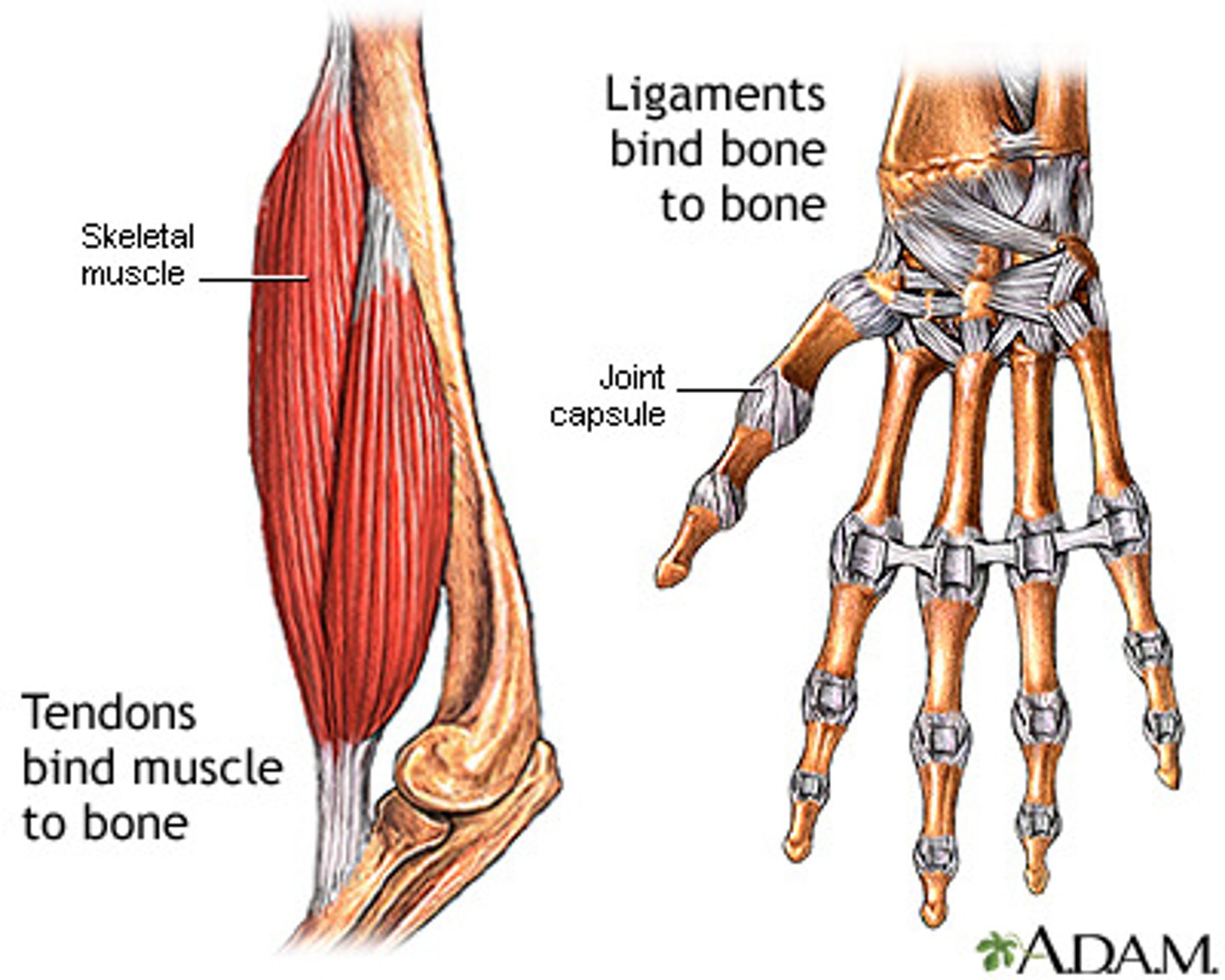 <p>bone-bone connectors that strengthen joints (e.g. ACL ligament)</p>