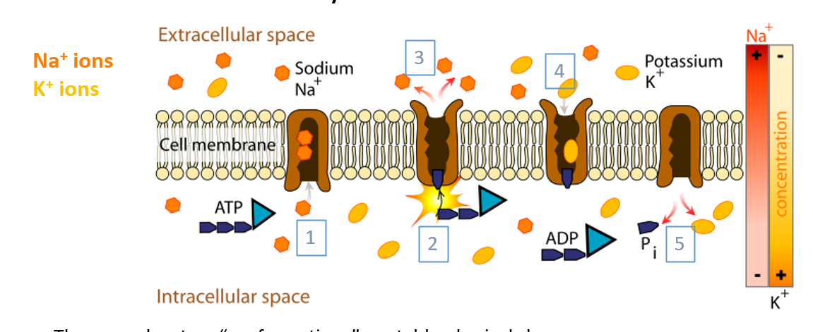 <p>A pump that maintains the resting membrane potential and concentration gradient.</p><ul><li><p>powered by ATP</p></li><li><p>pushes Na+ out of cell and K+ into cell</p></li></ul><div data-type="horizontalRule"><hr></div><p>Has 2 conformations/ states:</p><ul><li><p>facing inwards</p></li><li><p>facing outwards </p></li></ul><div data-type="horizontalRule"><hr></div><p>IMAGE:</p><ol><li><p>When facing intracellularly, pump binds ATP and 3 intracellular Na+ ions</p></li><li><p>ATP hydrolyzed, leading to phosphorylation of pump and release ADP</p></li><li><p>Once bound, it will change conformation and release Na+ to extracellular space</p></li><li><p><span>The pump binds 2 extracellular K<sup>+</sup> ions, causing dephosphorylation and a second conformational change</span></p></li><li><p><span>ATP binds and K+ released to intracellular space</span></p></li></ol><p></p>