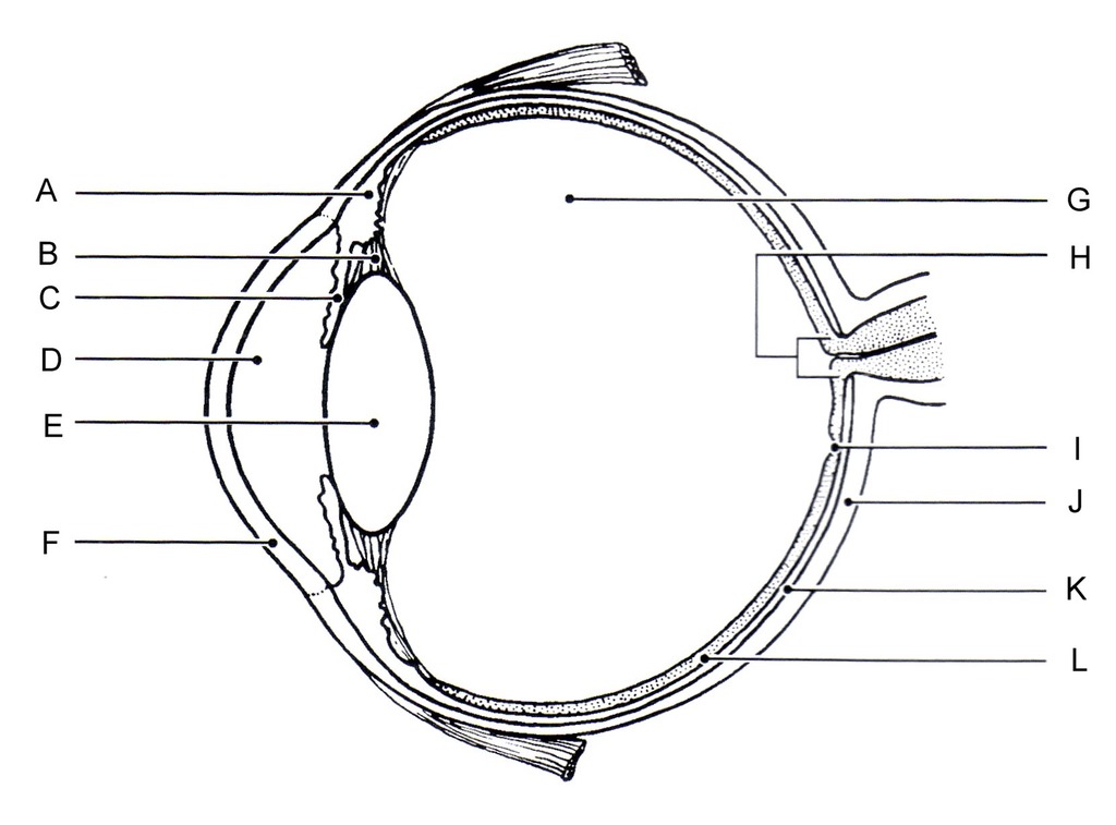 <p>E. lens- focuses light onto retina</p><p>B. suspensory ligaments- connects ciliary muscle to lens</p><p>A. ciliary muscle- alters shape of lens</p><p>C. iris- alters pupil size by contracting or relaxing</p><p>D. pupil- allows light to enter eye</p><p>H. optic nerve</p><p>F. cornea- protects eye</p><p>L. retina- light receptor</p><p></p>