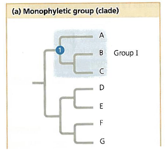 monophyletic group