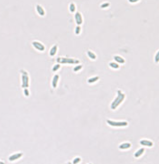 <p>What organism is this and what temperature?</p>