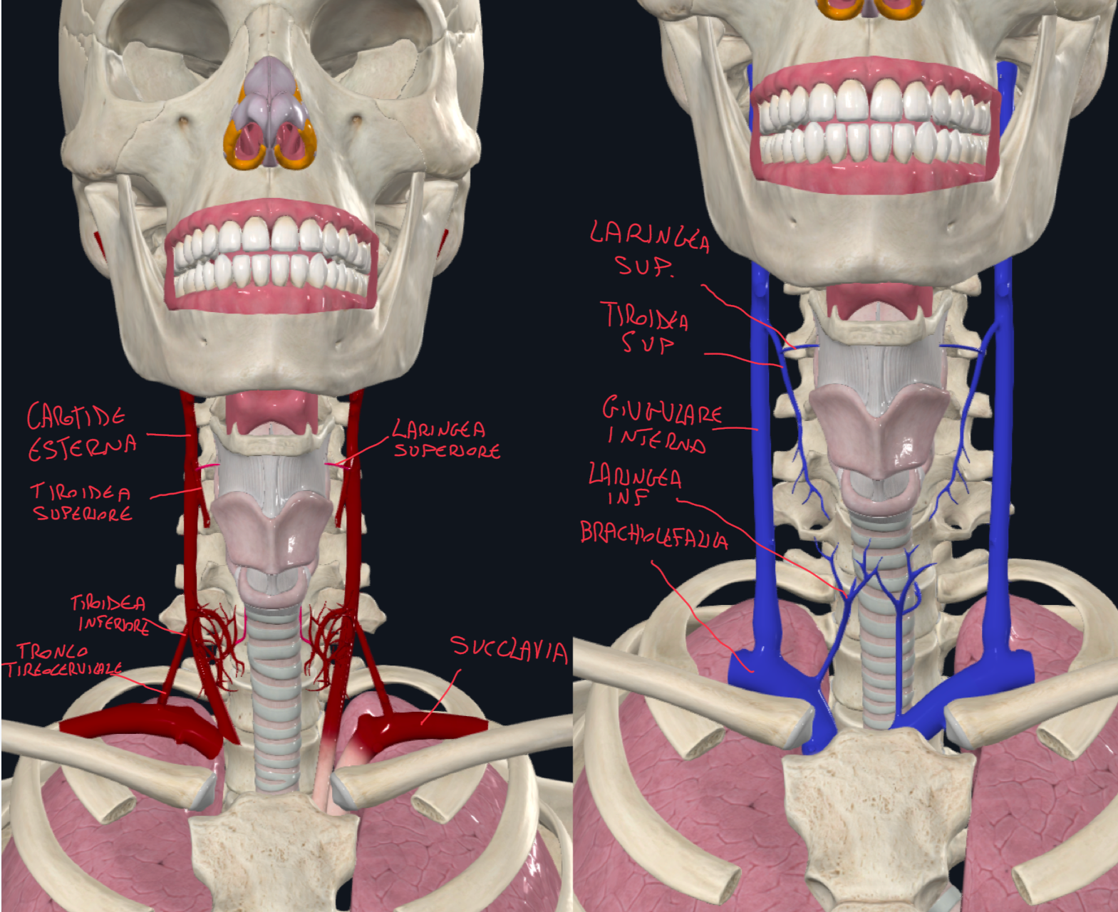 <p>Arterie:</p><ul><li><p>Arteria Laringea Superiore:</p><ul><li><p>Origina dall’arteria tiroidea superiore, ramo della carotide esterna</p></li><li><p>Penetra la membrana tiroioidea</p></li></ul></li><li><p>Arteria Laringea Inferiore:</p><ul><li><p>Origina dall’arteria tiroidea inferiore, ramo del tronco tirocervicale della succlavia</p></li></ul></li></ul><p>Vene:</p><ul><li><p>Vena Laringea Superiore:</p><ul><li><p>Drena nella vena tiroidea superiore, che sbocca nella giugulare interna</p></li></ul></li><li><p>Vena Laringea Inferiore:</p><ul><li><p>Drena nella vena tiroidea inferiore, che sbocca nella vena brachiocefalica</p></li></ul></li></ul><p></p>
