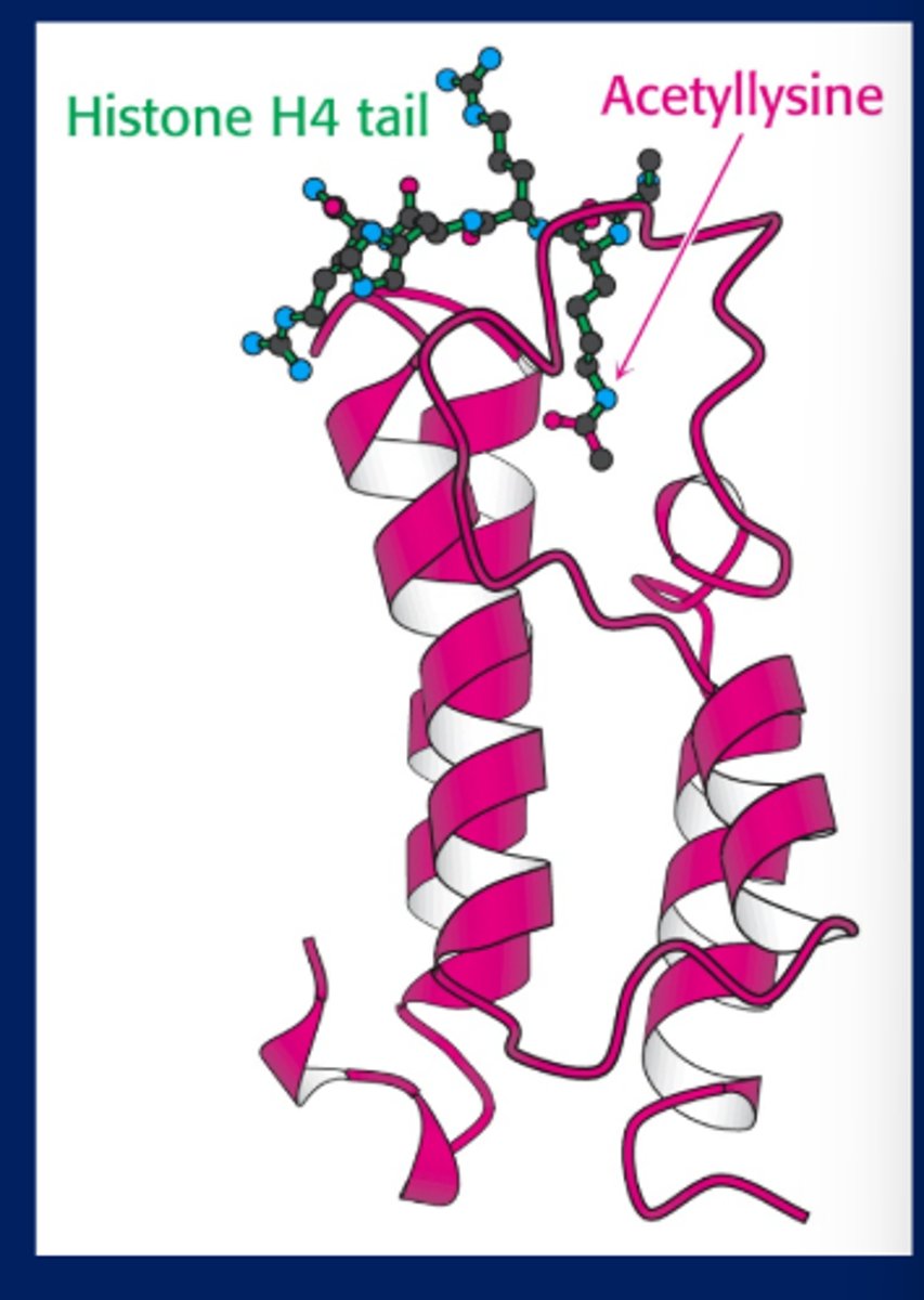 <p>-Bromo-domain of transcription factors binds to acetyl-lysine and leads to transcription</p><p>-Acetylation leads to Transcription activation. Transcription activators may contain acetylation activity.</p><p>-Deacetylation leads to transcription repression. Transcription repressors may contain deacetylase activity.</p><p>-When transcription is over, deacetylation occurs</p>