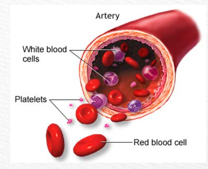 <p>what organ is it? what does it do? what system is it a part of?</p>