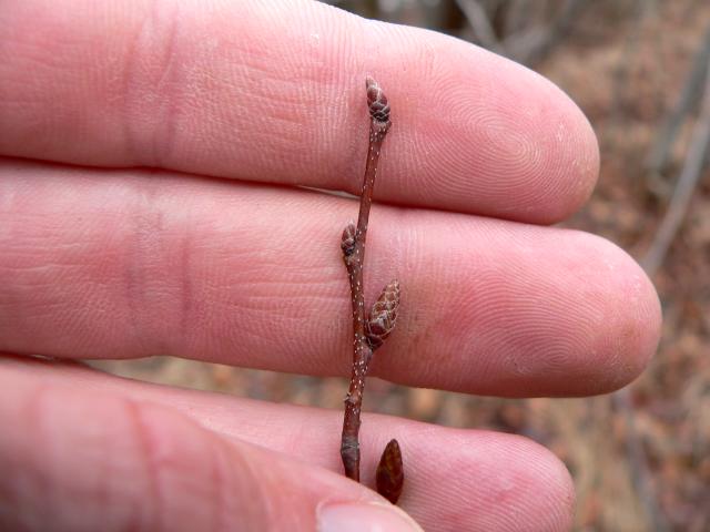 Blade: dark-green leaves are coarsely serrated and often turn shades of yellow, orange and red in the fall
Reproductive: reddish-brown ovate bud, multi-scaled and slightly lopp sided
Bark: smooth, tight, thin, bluish gray, sometimes blotched, fluted into muscle-like ridges
