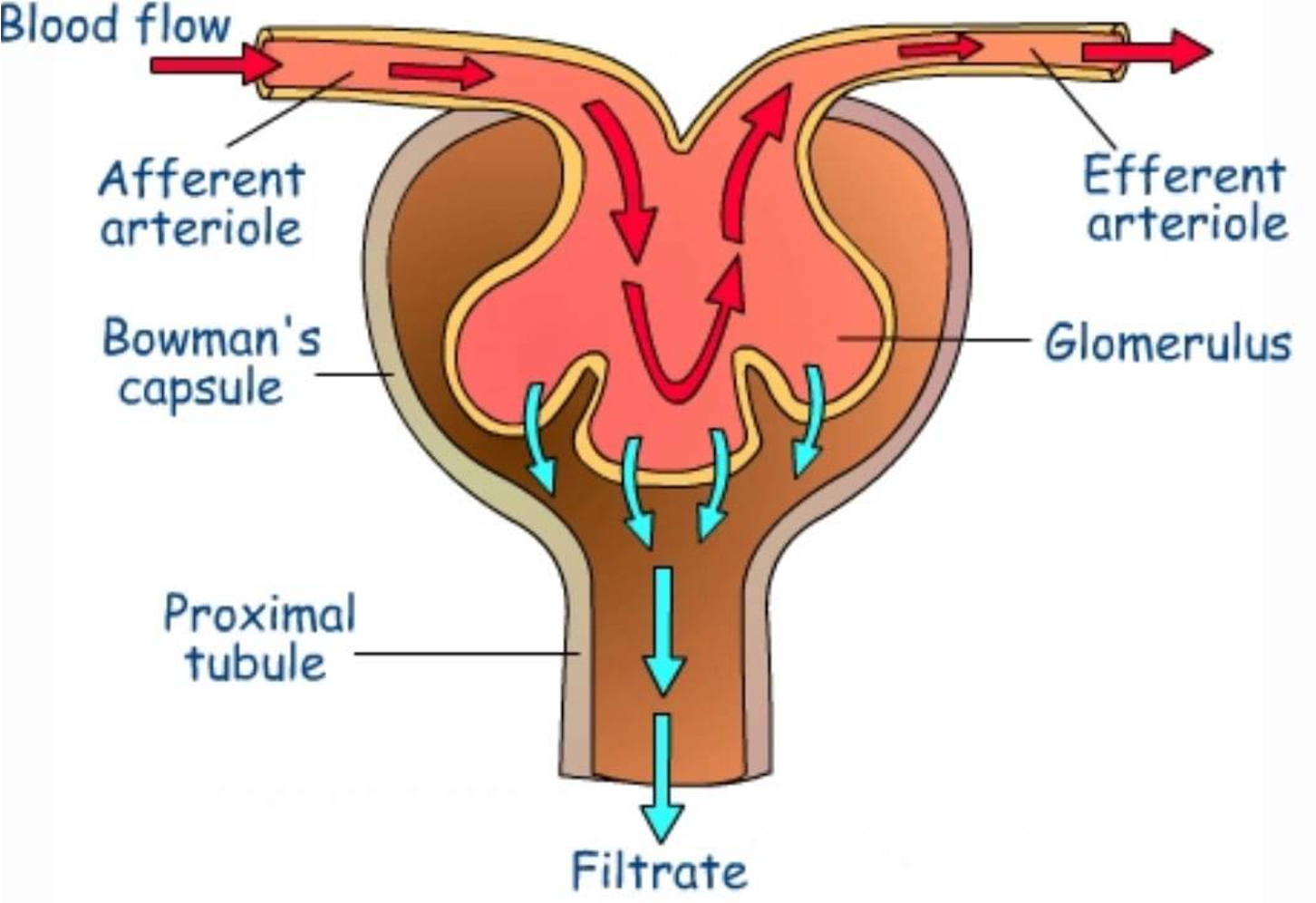 <p><span>Process in which <strong><u>high blood pressure</u> </strong>forces fluids and solutes through a filtering membrane.</span></p>