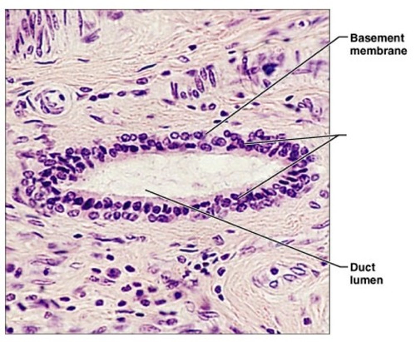 <p>Structure: Multiple layers of "square" cells, basement membrane</p><p>Function: Protection</p><p>Location: Largest ducts of sweat glands, mammary glands, and salivary gland</p>