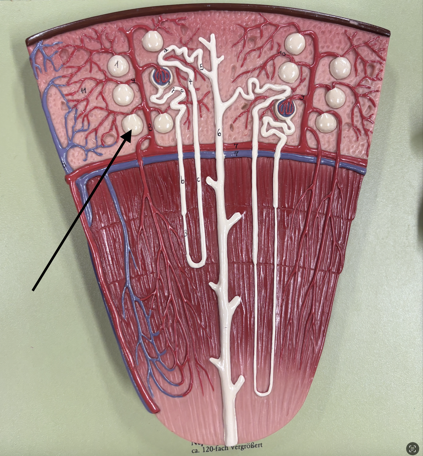 <p>what structure is the arrow pointing to? </p>