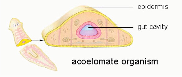 <p>•Flatworms</p><p>•Acoelomate</p><p>•Hermaphroditic</p><p>•First example of cephalization in the fossil record</p><p>•Ladder-like nervous system</p><p>•No circulatory system</p><p>•Incomplete digestive tract (for some) is large and branching</p><p>Classes:</p><p>Planarians/Turbelllaria</p><p>Cestoda</p>