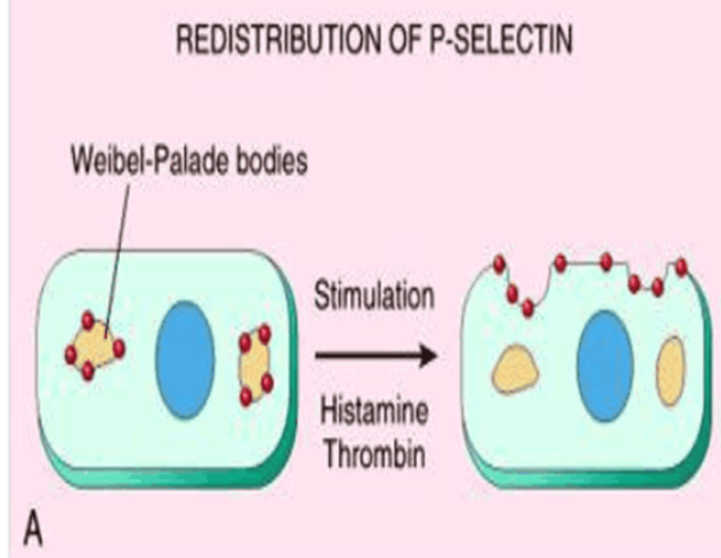 <p>L-selectin (on white blood cells), P-selectin (on thrombocytes), E-selectin (on activated endothelial cells)</p>