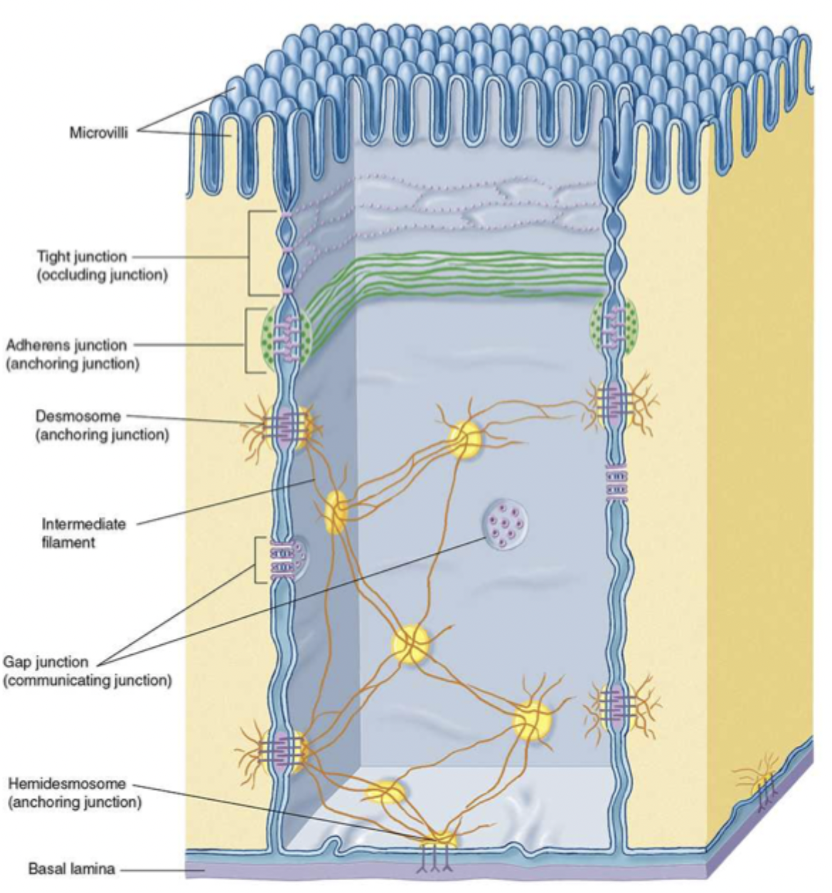<p>join epithelial cells to basal lamina involving integrins</p>