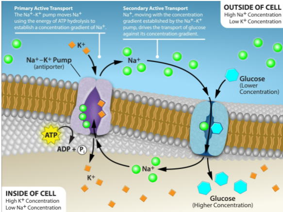 <ul><li><p>Na+, Na+/K+ ATPase, efflux, influx</p></li><li><p>Na+, symport, antiport</p><ul><li><p>stomach, kidney, neurotransmitters</p></li></ul></li></ul><p></p>