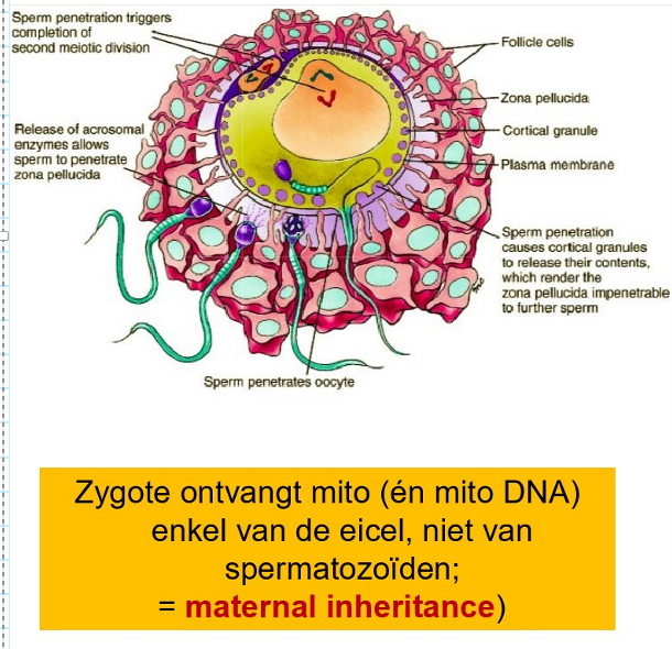 <p>= finale maturatie van spermatozoa (cAMP stijging) in vivo in eileider, in vitro door ‘wassen’ &amp; verblijf in cultuurmedium</p><ul><li><p>spermatozoa worden snel hypermobiel vanwege de zure omgeving van het vrouwelijke voortplantingskanaal → ze stijgen op richting de ampulla van de eileider</p></li><li><p>als levensvatbare sperma een geovuleerde eicel in de ampulla tegenkomen, omringen ze deze &amp; beginnen ze zich een weg te banen door de cumulusmassa</p></li><li><p>in vitro bewijs suggereert dat de geovuleerde follikel een onbekende spermochemotropische factor bevat &amp; dat alleen gecapaciteerde spermatozoïden in staat zijn om op deze factor te reageren door gericht te zwemmen richting het ei</p></li></ul><p>→ menselijke sperma vindt het menselijke ei ‘aantrekkelijk’</p><p></p>
