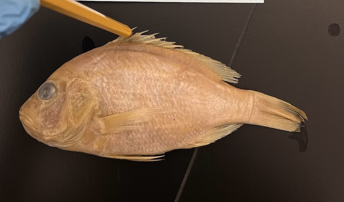 <p>Snappers</p>