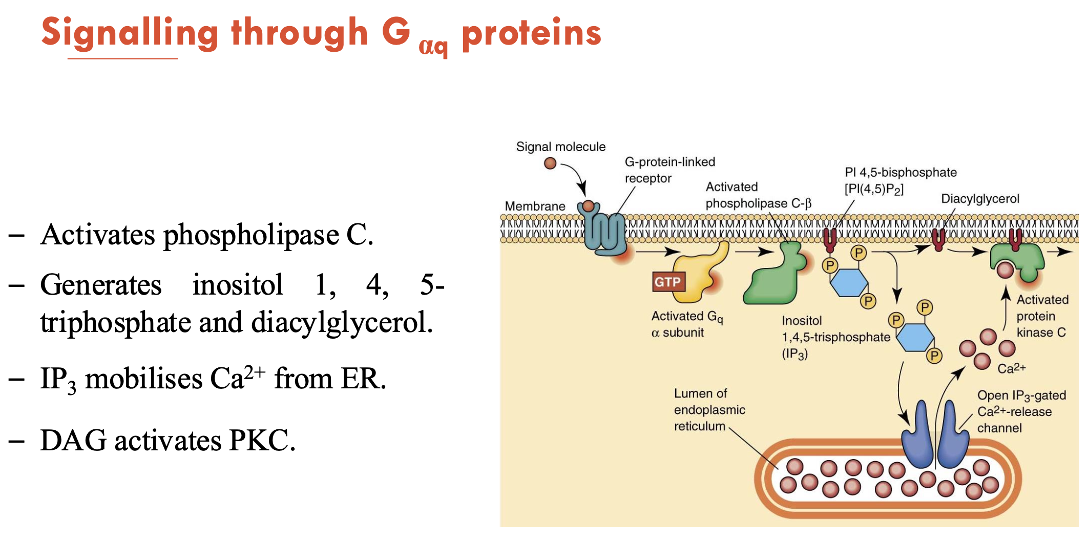 <p>Activates phopholipase C (PLC) → generates inositol 1, 4, 5-triphosphate (IP<sub>3</sub>) and diacylglycerol (DAG)</p><ul><li><p>IP<sub>3</sub> mobilises Ca<sup>2+</sup> from ER</p></li><li><p>DAG/Ca<sup>2+</sup> activates PKC → PKC phosphorylates target proteins</p></li></ul><p></p>