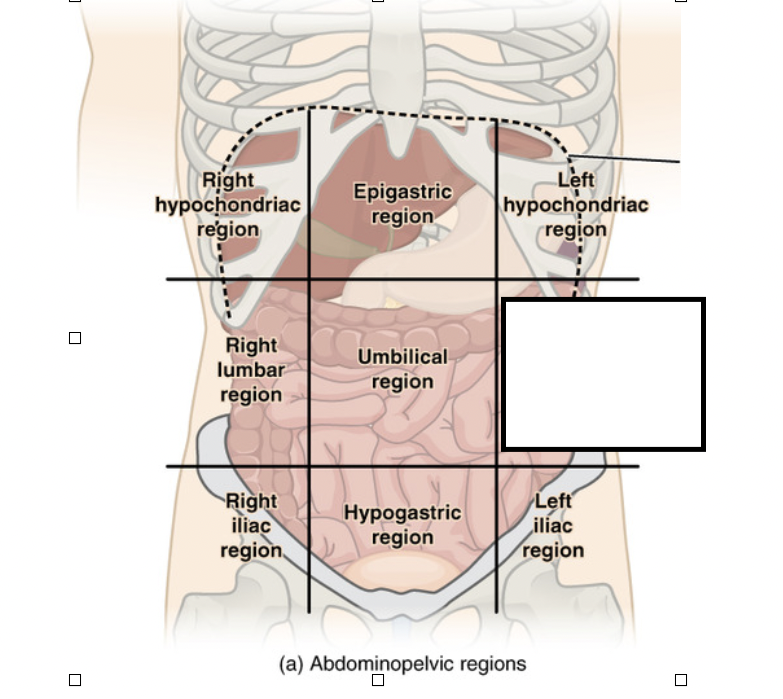 <p>What is this region called?</p>