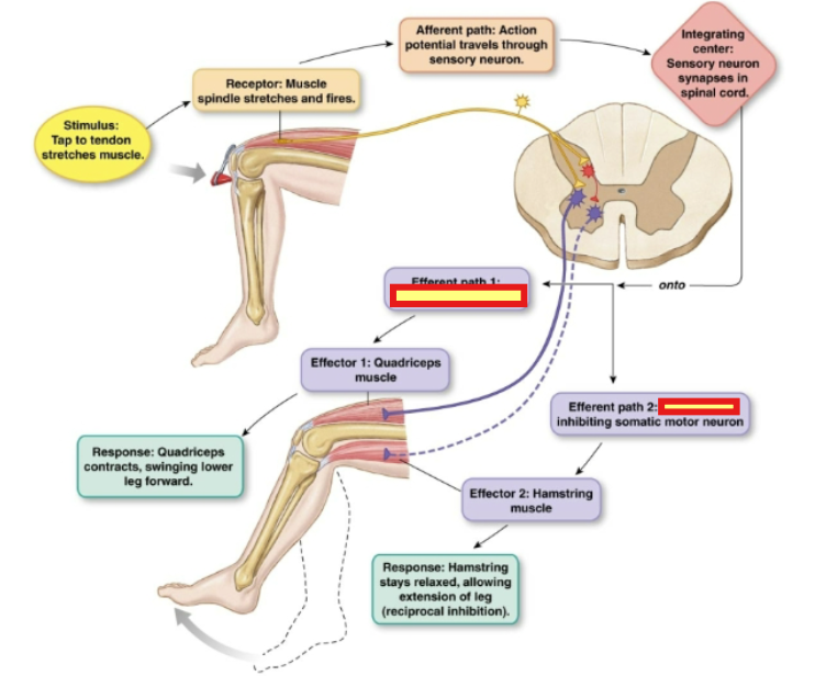 <p>What is the neuron that receives the signal in efferent path 2?</p>