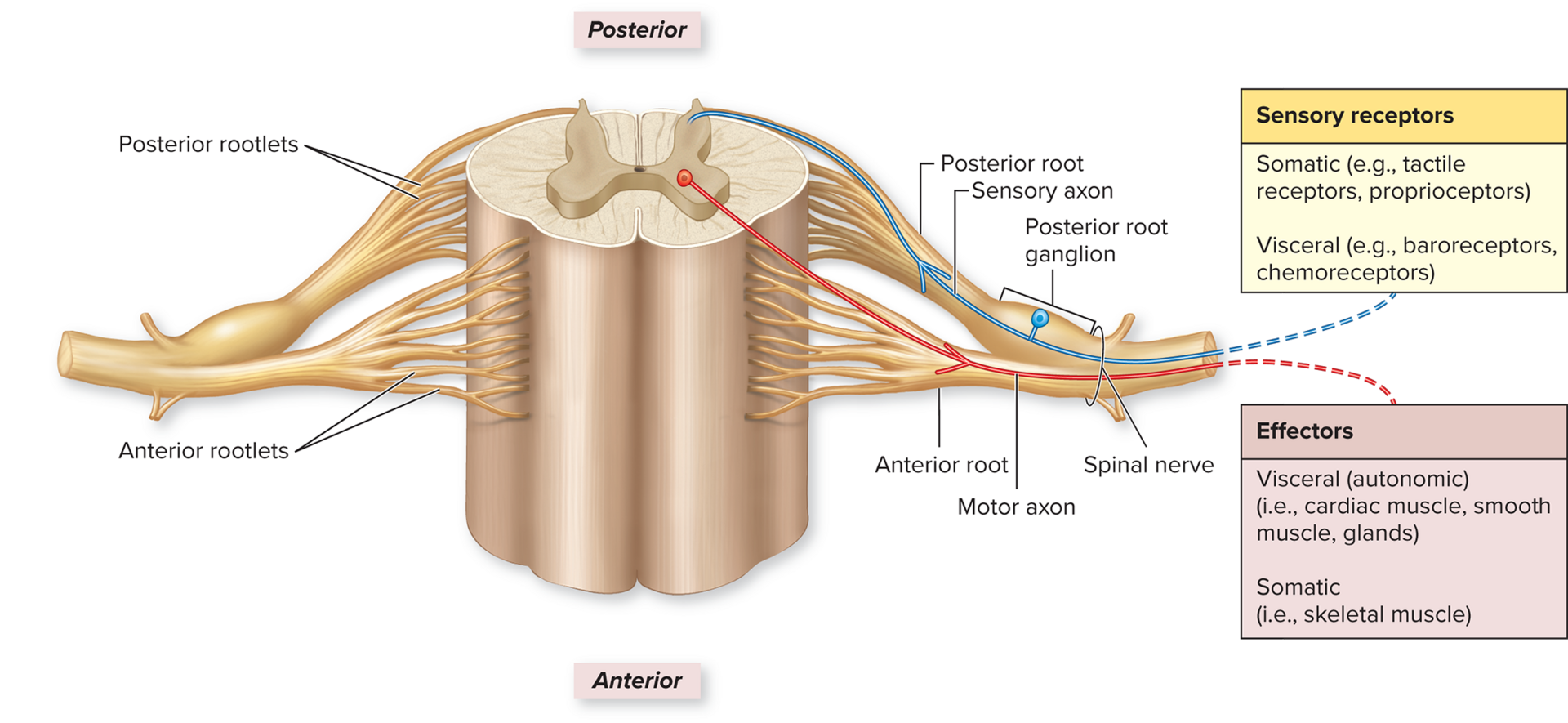 <ul><li><p>A <strong>nerve</strong> is a cable-like organ made of a bundle of <strong>axons</strong>.</p></li><li><p>It has three connective tissue coverings (like layers of insulation):</p><ul><li><p><strong>Epineurium:</strong> Ensheaths the <strong>entire nerve</strong>.</p></li><li><p><strong>Perineurium:</strong> Encloses a <strong>fascicle</strong> (bundle of axons).</p></li><li><p><strong>Endoneurium:</strong> Electrically insulates <strong>each individual axon</strong>.</p></li></ul></li></ul><p></p><p>Somatic receptors:</p><ul><li><p>Somatic (tactile receptors, proprioceptors)</p></li><li><p>Visceral (baroreceptors, chemoreceptors.</p></li></ul><p>Effectors:</p><ul><li><p>Visceral (autonomic) (cardiac muscle, smooth muscle, glands)</p></li><li><p>Somatic (skeletal muscle)</p></li></ul><p></p>